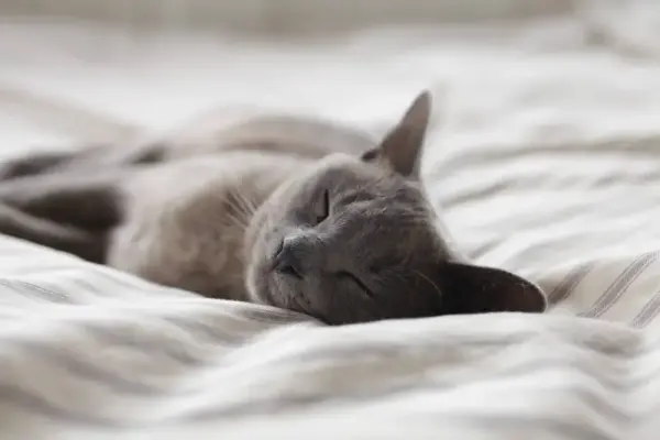 Çizgili yatak örtüsü üzerinde uyuyan gri kedi.