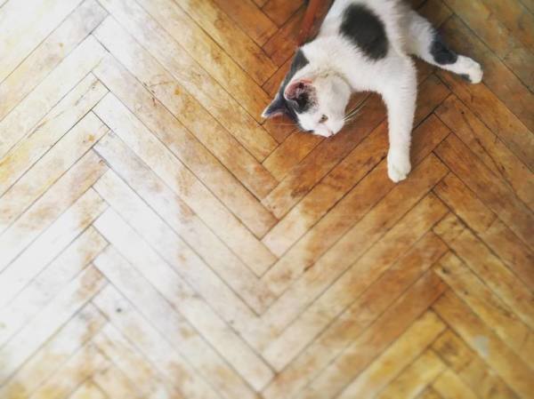 Parke zemin üzerinde uzanmış bir kedi.