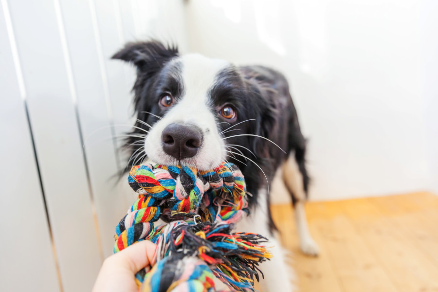Bir köpeğin oyuncakla oynarken görüldüğü resim.