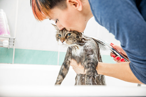 Bir kişi bir kediye banyo yaptırıyor.