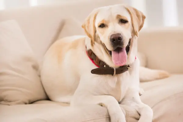 Kanepe üzerinde oturan ve kamera tarafına bakan tasma takmış sarı Labrador köpeği.