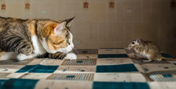 Bir masa üzerinde karşı karşıya gelmiş kedi ve fare.
