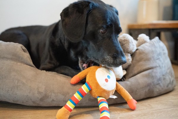 Köpek yatağında uzanan siyah bir köpek ve önünde renkli bir oyuncak.
