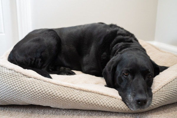 Bir köpek yatağında yatan siyah bir Labrador Retriever.