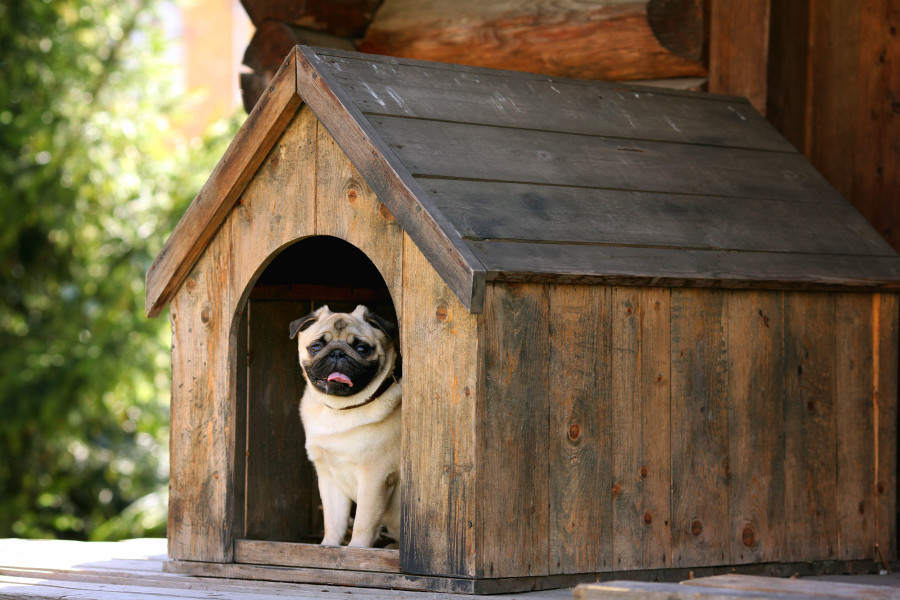 Ahşap köpek kulübesinin içinden dışarıya bakan bir pug cinsi köpek.