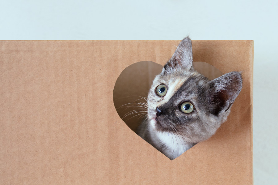 Kutunun içinden bakan bir kedi yavrusu.