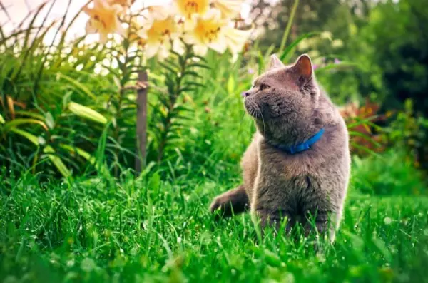 Mavi tasmalı gri kedi, çimlerin arasında oturuyor ve etrafı izliyor.