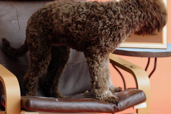 Bir sandalyenin üstünde duran kahverengi kıvırcık tüylü bir köpek.