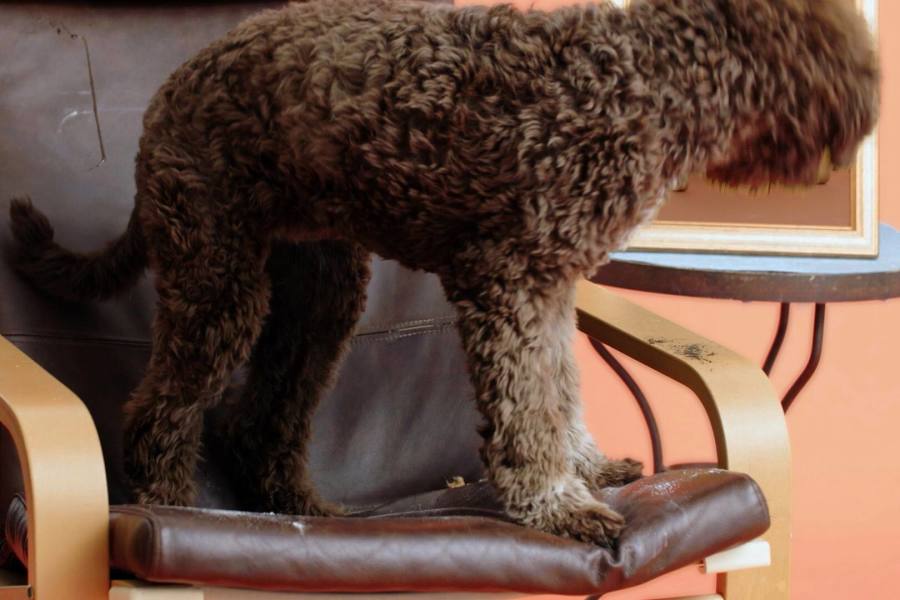 Bir sandalyenin üstünde duran kahverengi kıvırcık tüylü bir köpek.