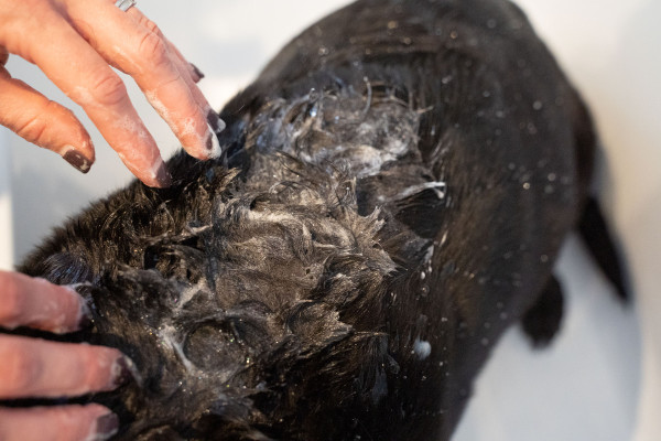 Bir köpeğin yıkanırken çekilmiş resmi.