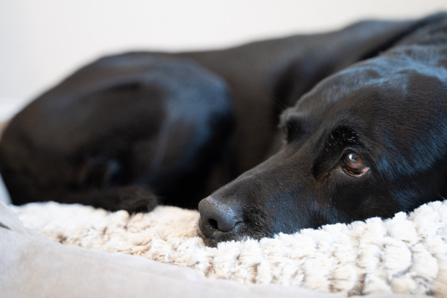 Bir yatakta uzanmış siyah bir köpek.