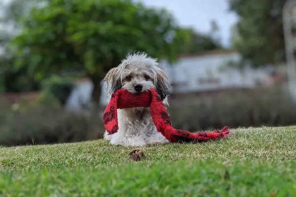 Köpek Yatağı Nasıl Yapılır?