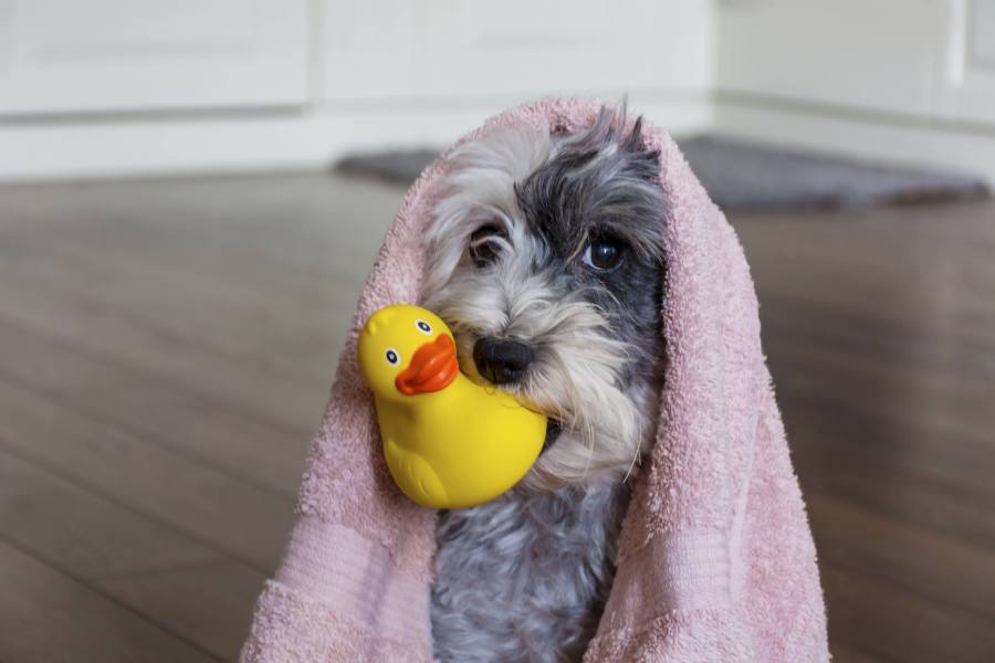 Bir köpek, ağzında sarı bir banyo ördeği ile pembe bir havlu içinde.