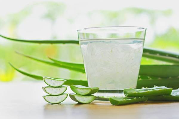 Aloe vera yaprakları ve bir bardak içerisinde aloe vera suyu.