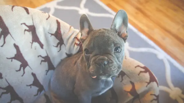 Battaniyeye sarınmış gri bir Fransız Bulldog yavrusu.
