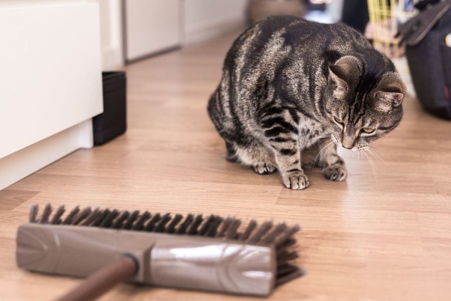 Bir kedi ve yanında yerde duran elektrikli süpürge başlığı.