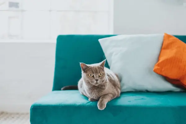 Mavi kanepe üzerinde gri kedi.