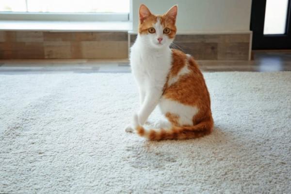 Halı üzerinde oturan sarı-beyaz kedi.