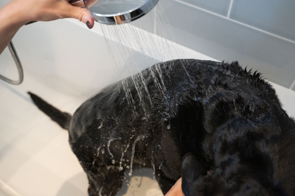 Bir kişinin, duş başlığından akan suyla köpek yıkadığı bir banyo sahnesi.