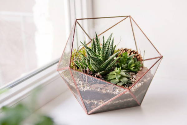 Pencerede geometrik cam bir terrarium içinde sukulent bitkiler.