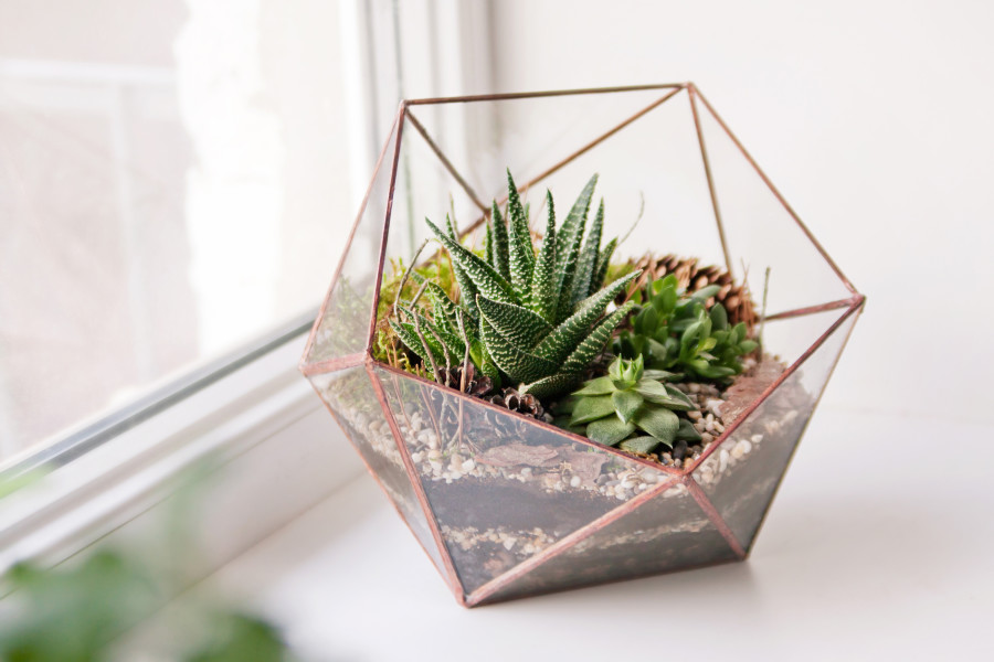 Pencerede geometrik cam bir terrarium içinde sukulent bitkiler.