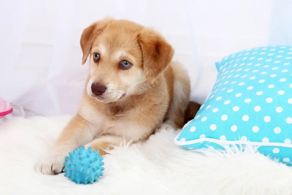 Mavi puantiyeli yastık ve mavi top ile beyaz bir battaniye üzerinde yatan küçük bir köpek yavrusu.