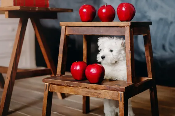 Bir sandalyede oturan beyaz bir köpek yavrusu ve sandalyenin üzerinde beş kırmızı elma.