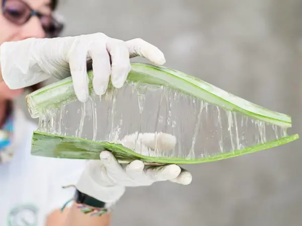 Eldiven takmış bir kişinin bölünmüş büyük bir aloe vera yaprağı tuttuğu.