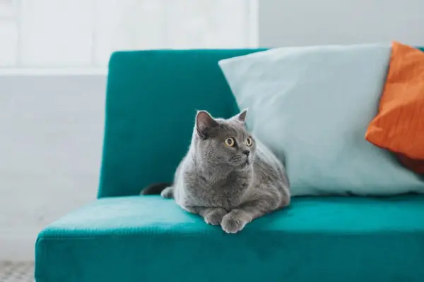 Mavi koltukta oturan gri bir kedi.