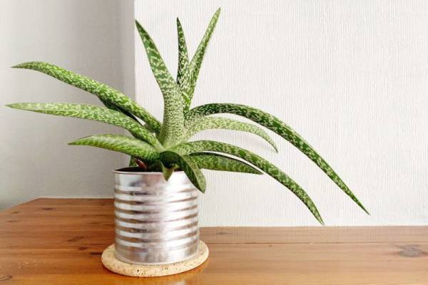 Beyaz bir duvarın önünde, metal bir saksıda aloe vera bitkisi.